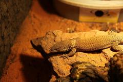 Pygmy Rock Monitor photo 2