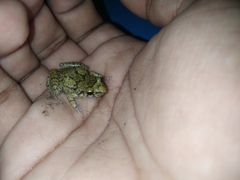 Eleutherodactylus planirostris