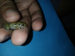 Eleutherodactylus planirostris