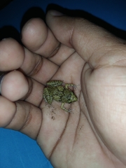 Eleutherodactylus planirostris