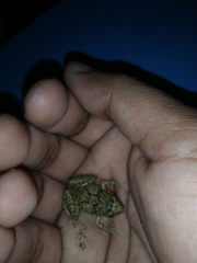 Eleutherodactylus planirostris