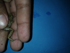 Eleutherodactylus planirostris