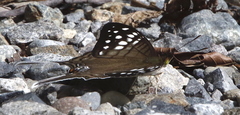 Marpesia merops