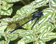 Argia terira