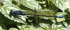 Argia terira