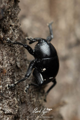 Trigonopterus