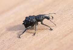 Megalometis spinifer