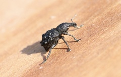 Megalometis spinifer