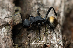 Polyrhachis euterpe