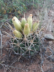 Coryphantha robustispina robustispina