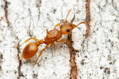 Tetramorium simillimum