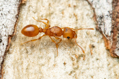 Tetramorium simillimum