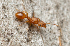 Tetramorium simillimum