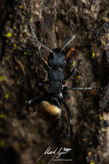 Polyrhachis euterpe