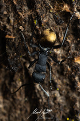 Polyrhachis euterpe