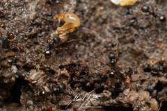 Pheidole anthracina