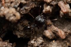 Pheidole anthracina