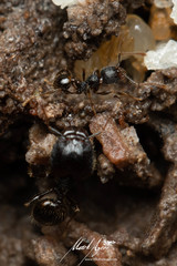 Pheidole anthracina