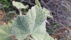 Malacothamnus davidsonii