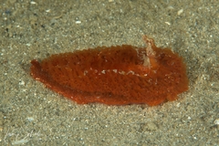 Madrella ferruginosa
