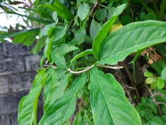 Oxybelis rutherfordi