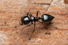 Crematogaster laeviceps