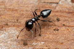 Crematogaster laeviceps