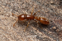 Ooceraea australis