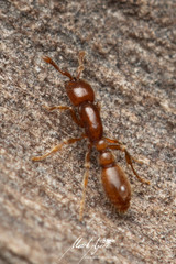 Ooceraea australis