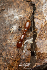 Ooceraea australis