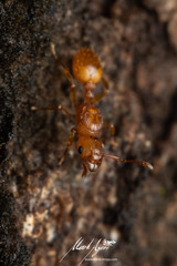 Tetramorium simillimum