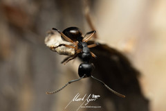 Polyrhachis maculata