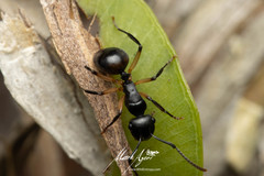 Polyrhachis maculata