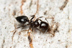 Crematogaster laeviceps