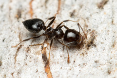 Crematogaster laeviceps