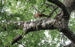 Daptrius chimango temucoensis