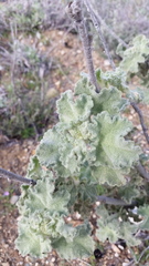 Malacothamnus davidsonii