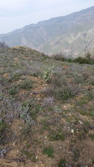 Malacothamnus davidsonii