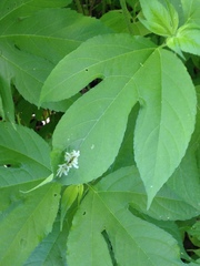Calycomyza platyptera