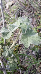 Malacothamnus davidsonii