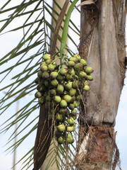 Syagrus oleracea