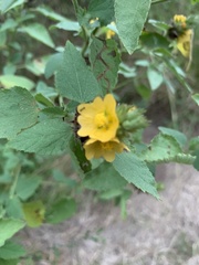 Malvastrum americanum