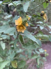 Malvastrum americanum