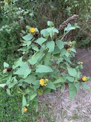 Malvastrum americanum