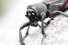 Aegorhinus suturalis