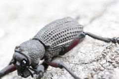 Aegorhinus suturalis