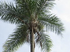 Syagrus oleracea