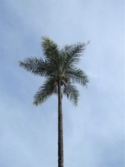 Syagrus oleracea