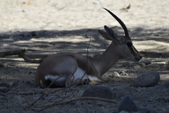 Gazella leptoceros