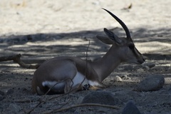 Gazella leptoceros